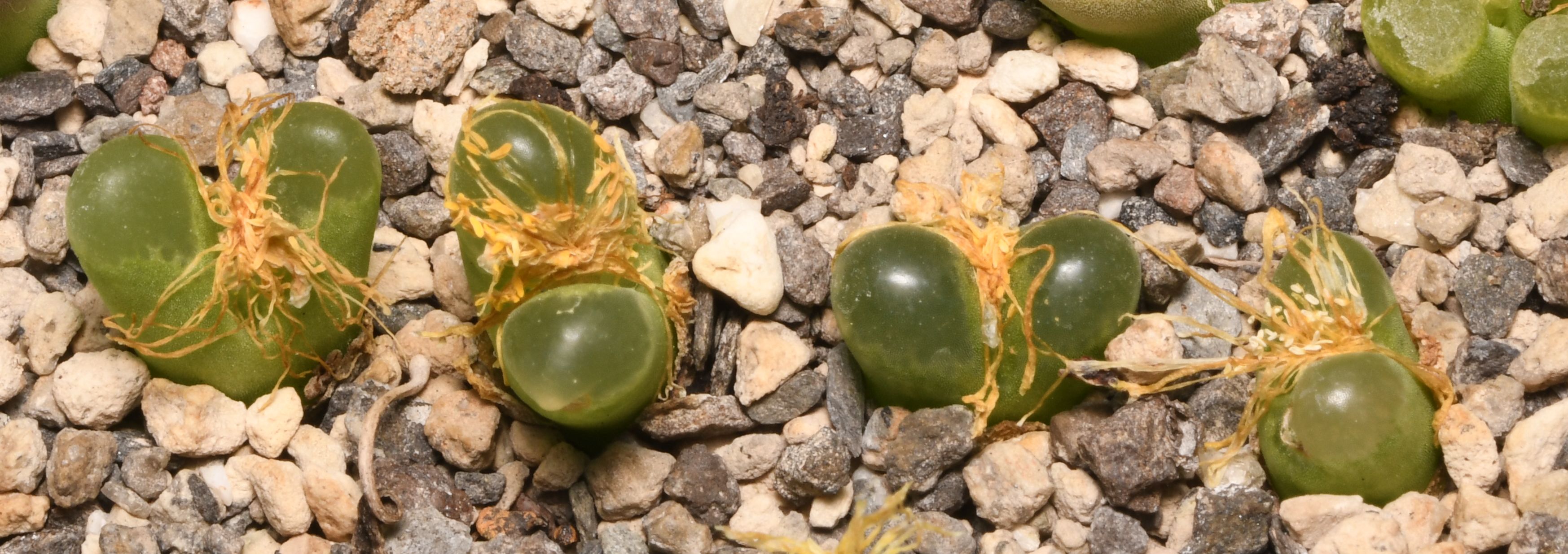 Conophytum devium (Duker Kop)