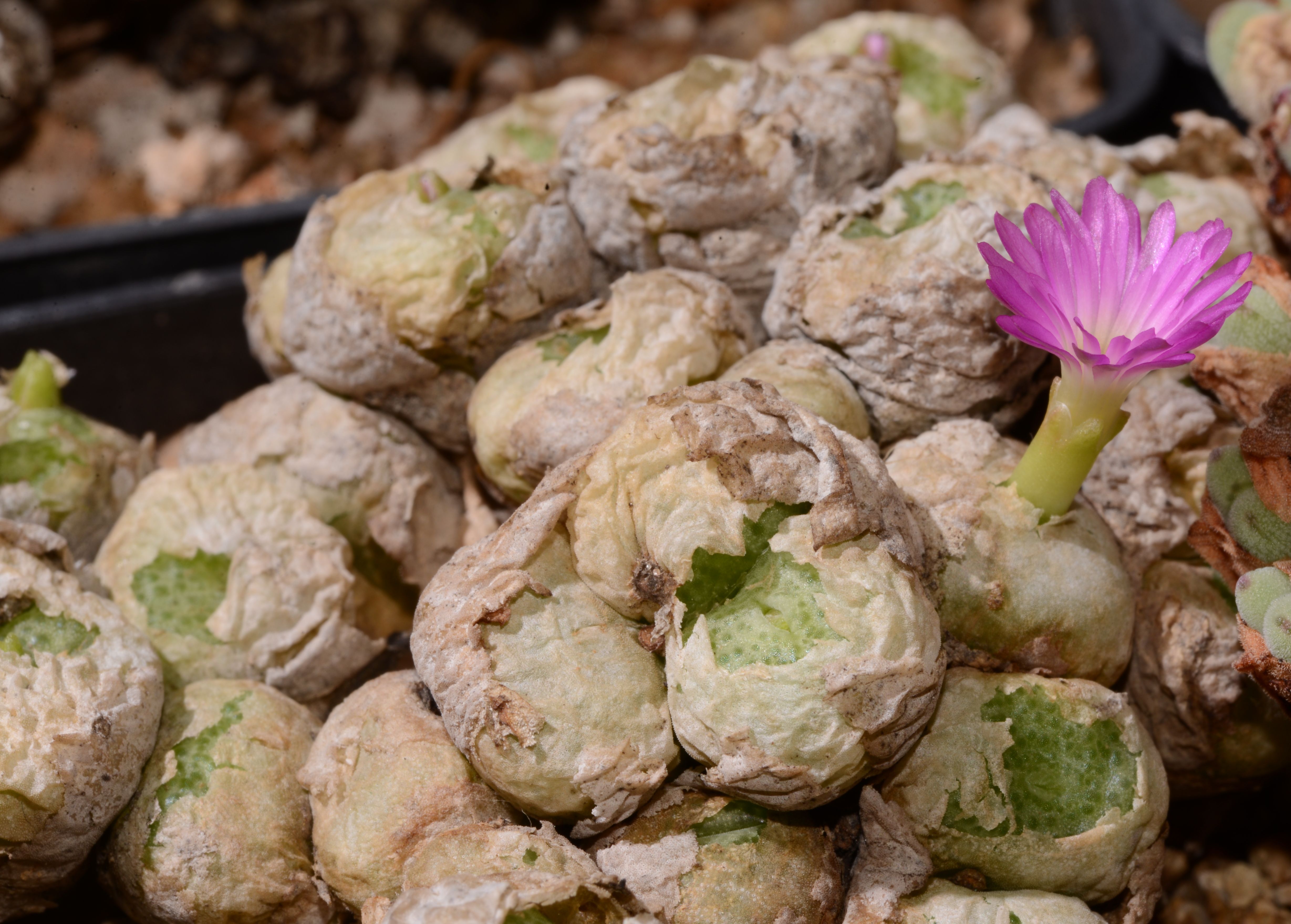 Conophytum fulleri (Agter Pella) - 2