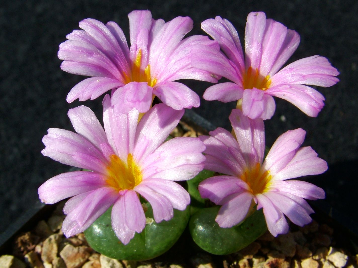 Conophytum lithopsoides (NW Kweekfontein)
