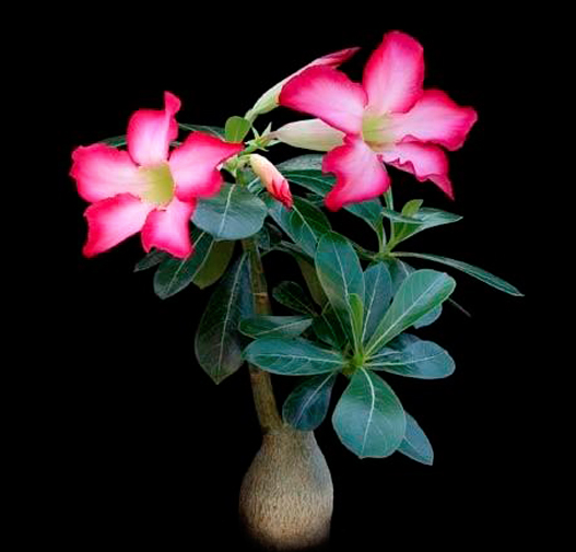 Adenium obesum