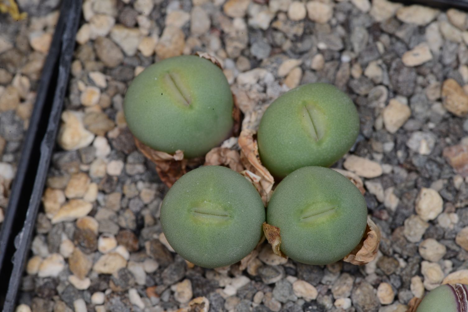 Conophytum pageae (Deudrift) - 2