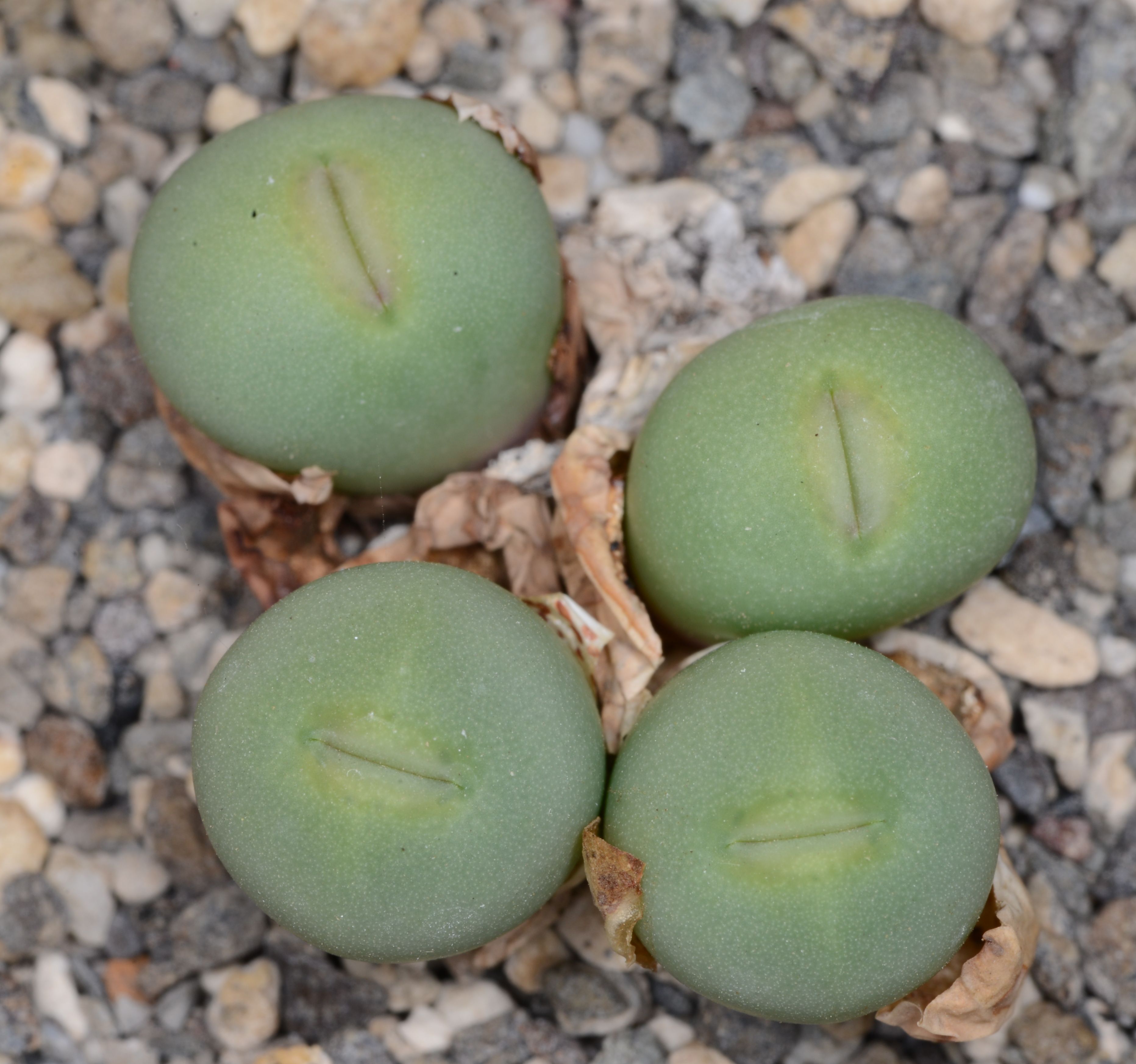Conophytum pageae (Deudrift)