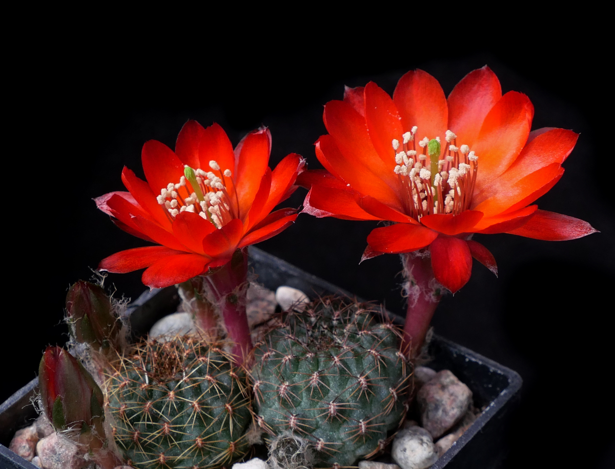 Rebutia tarijensis MN 769 (Camaron, Tarija)