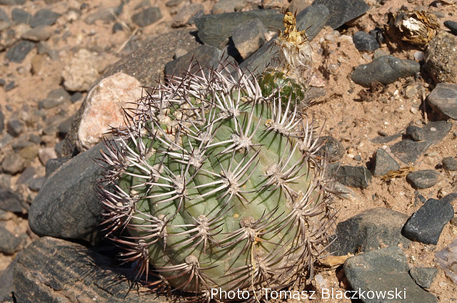 Acanthocalycium thionanthum TB 367.1 (San Carlos, 1689m, Salta, Arg)