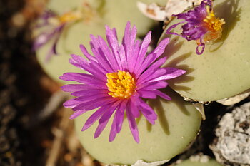 Conophytum wettsteinii (Anenous Pass)
