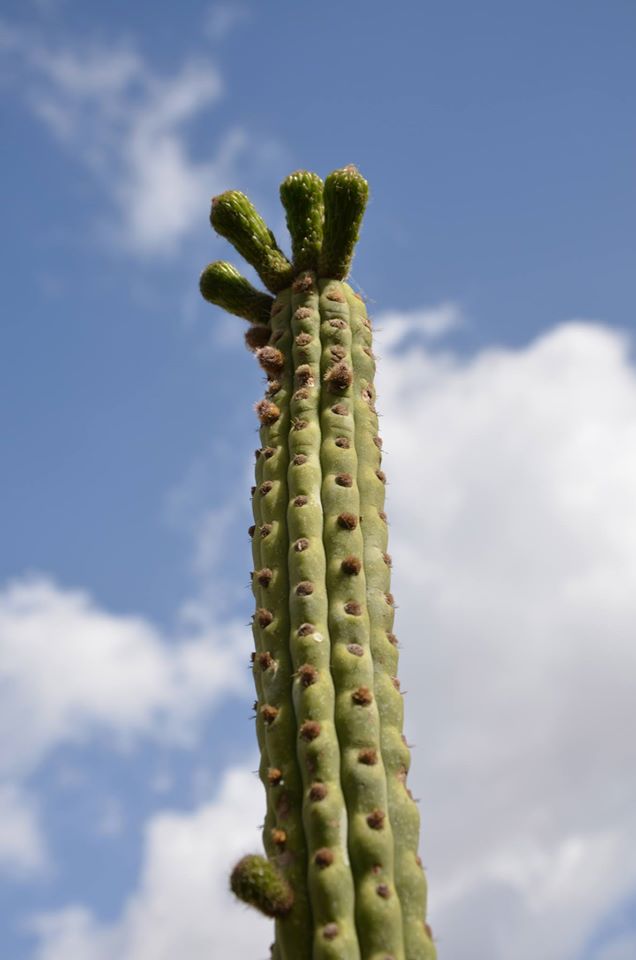 Yungasocereus inquisiviensis - 2