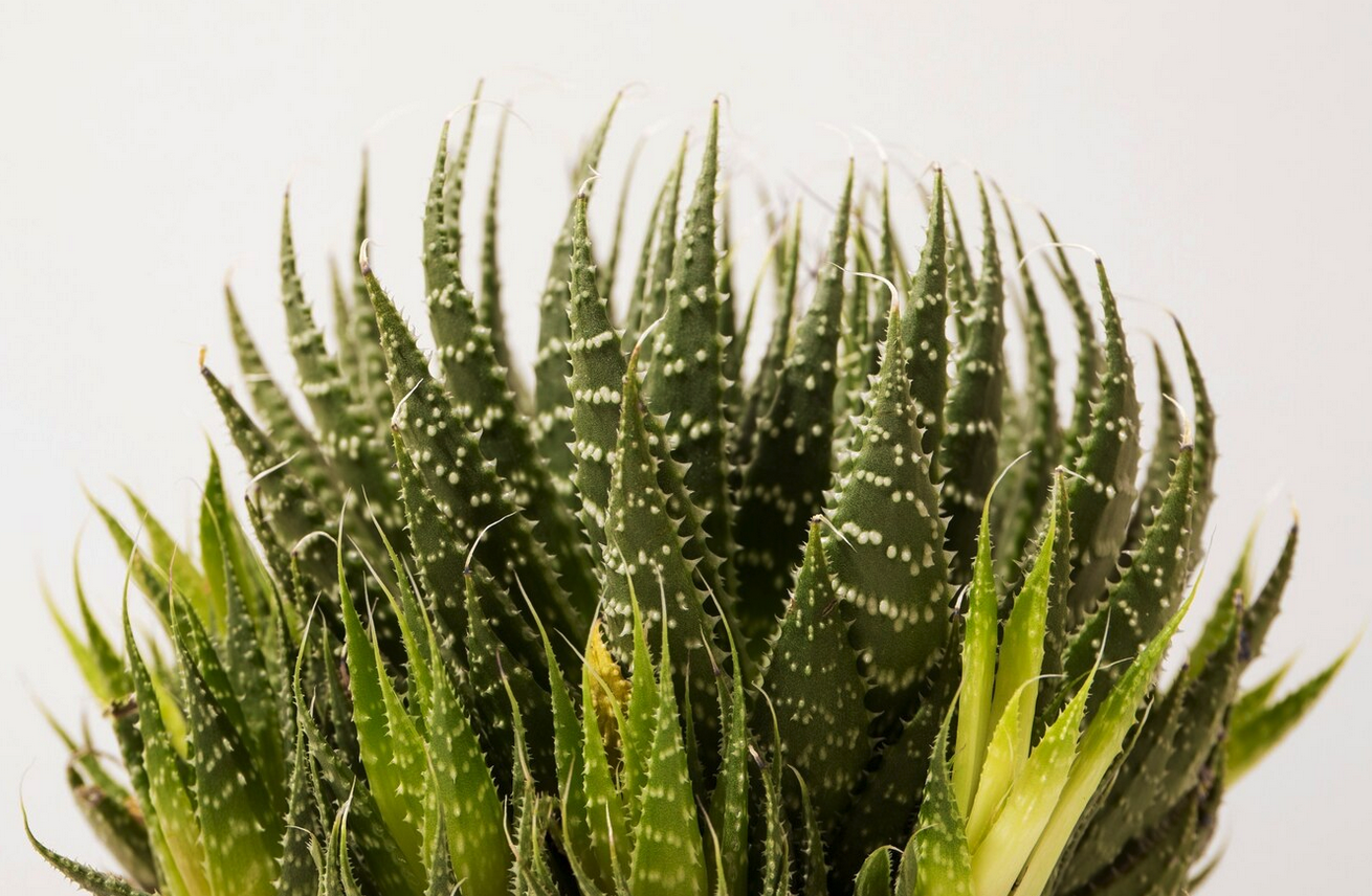 Aloe humilis