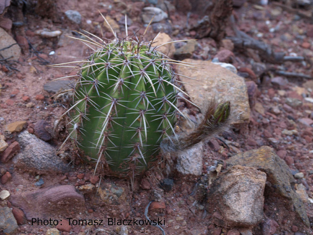 Echinopsis albispinosa 'silvestrii' TB 415.2 (Las Curtiembes, 1287m, Salta, Arg) - 2