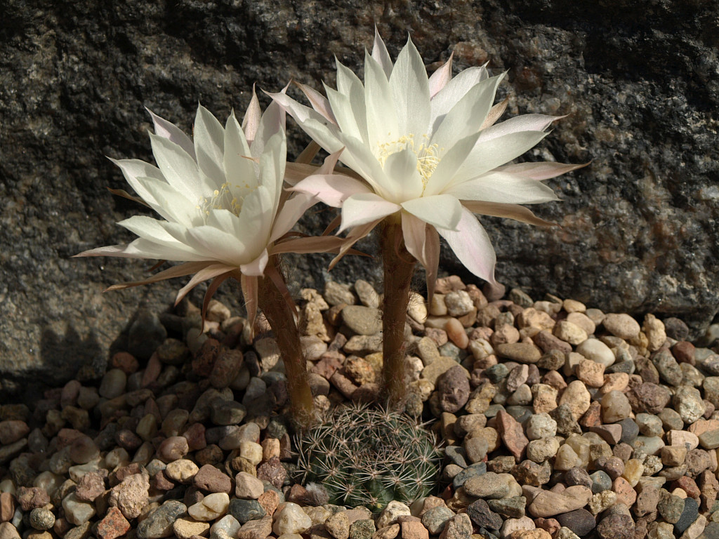 Echinopsis ancistrophora TB 1.1 (Campo Quijano to Chorillos, 1763m, Salta, Arg)