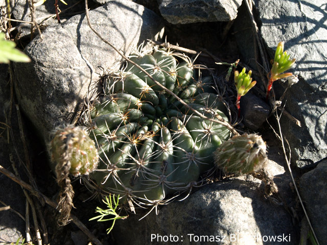 Echinopsis ancistrophora TB 1.1 (Campo Quijano to Chorillos, 1763m, Salta, Arg) - 2