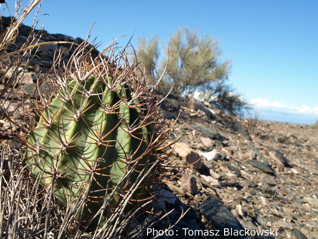 Echinopsis leucantha TB 323.1 (Carpinteria, 603m, San Juan, Arg)