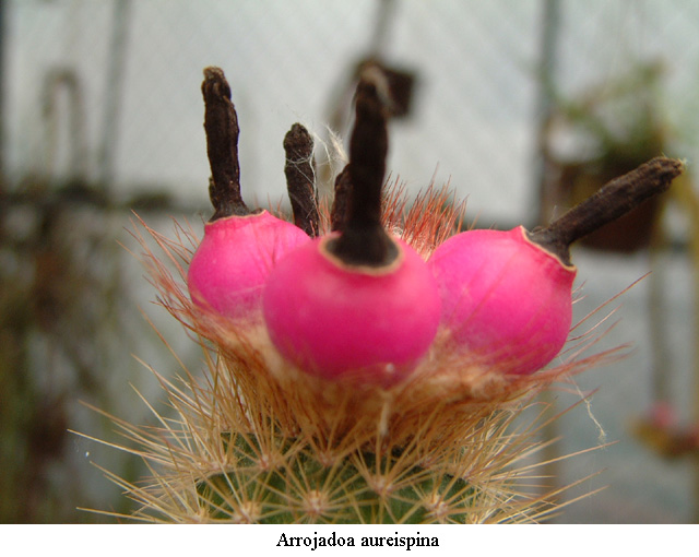 Arrojadoa aureispina HU 154