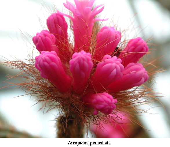 Arrojadoa penicillata