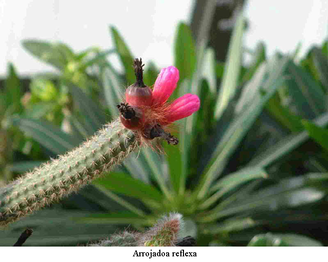 Arrojadoa rhodantha 'reflexa'