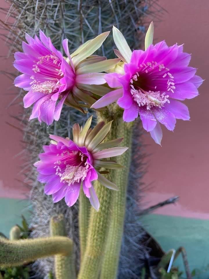 Arthrocereus rondonianus HU 145