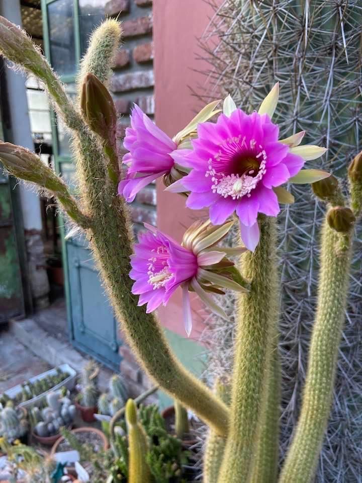 Arthrocereus rondonianus HU 145 - 2