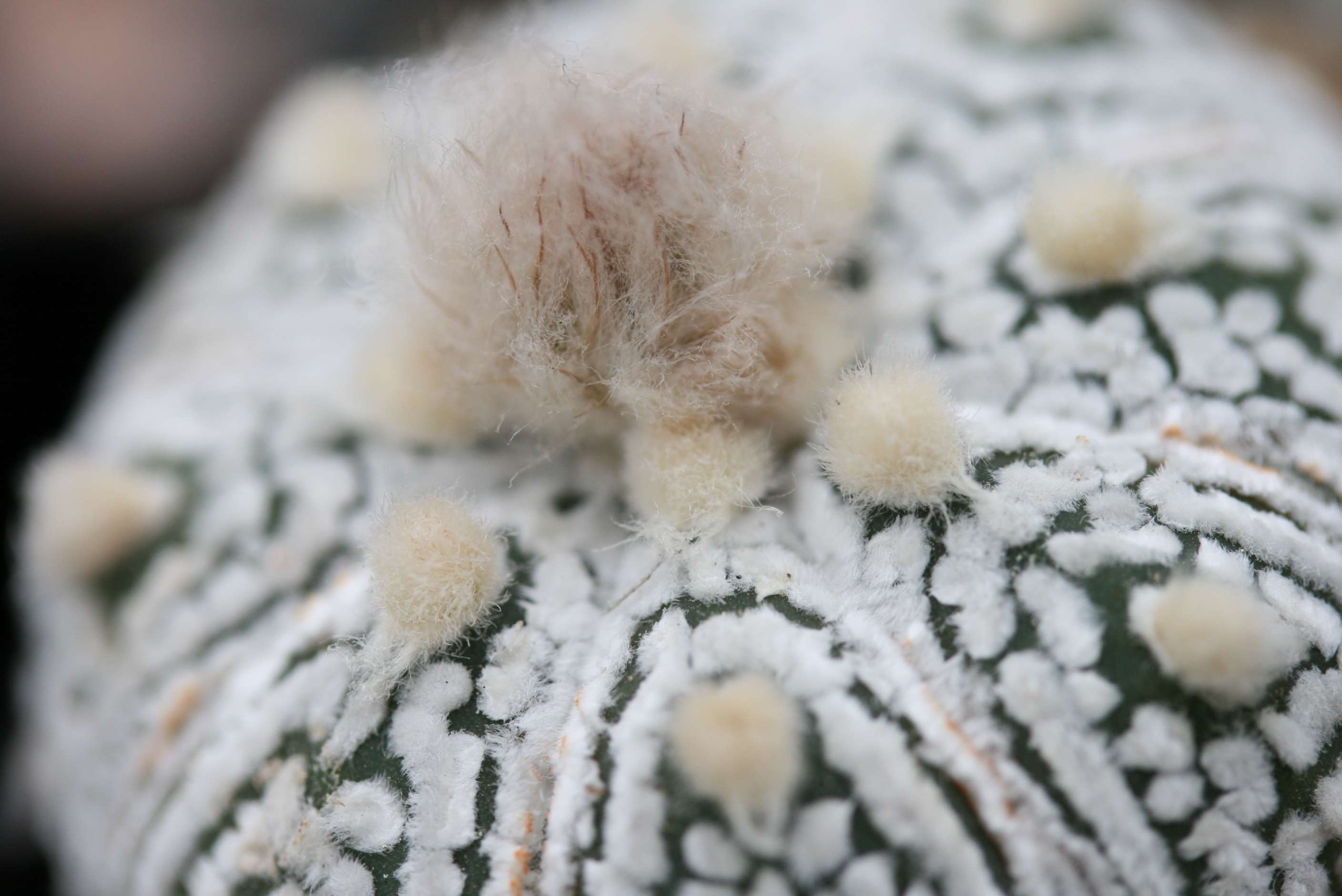Astrophytum asterias cv. Superkabuto - 3
