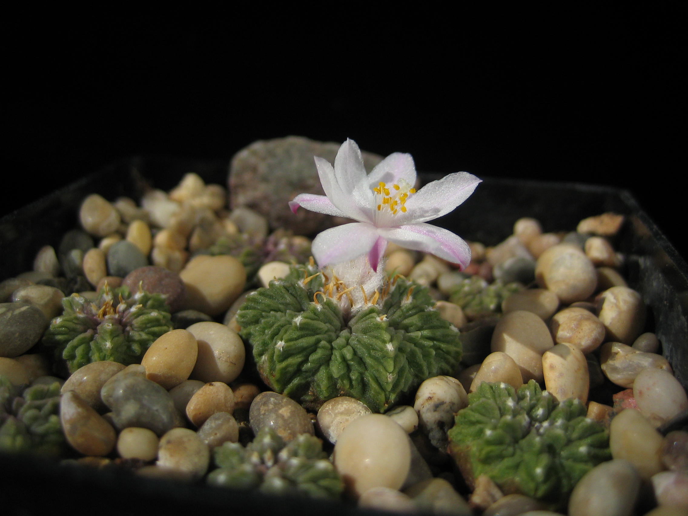 Aztekium ritterii - 2
