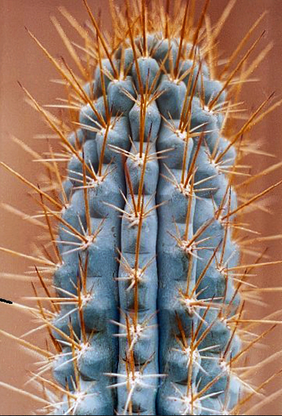 Azureocereus viridis