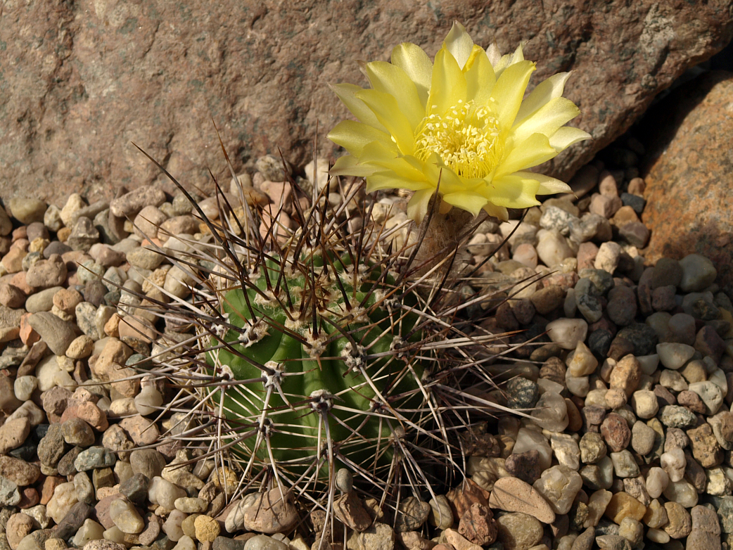 Lobivia aurea v. fallax TB 336.1 (Patquia, 587m, La Rioja, Arg)