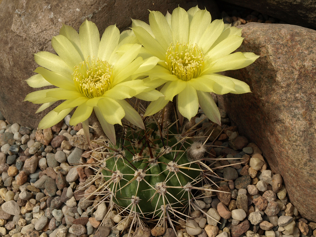 Lobivia aurea v. fallax TB 460.1 (Bazan to Carrizal, 648m, La Rioja, Arg)