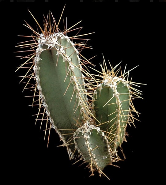 Cereus forbesii