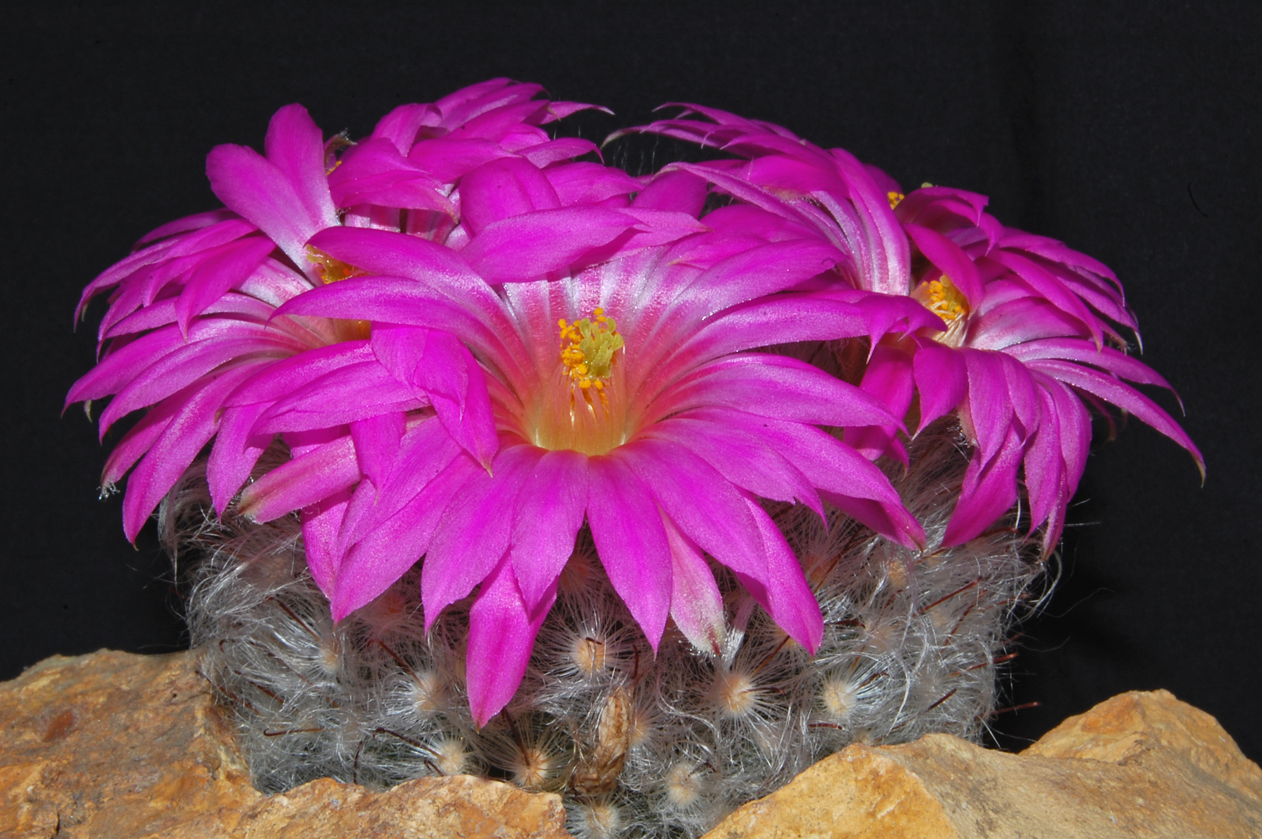 Mammillaria guelzowiana 'robustior' (Rodeo, Dur, Mex)