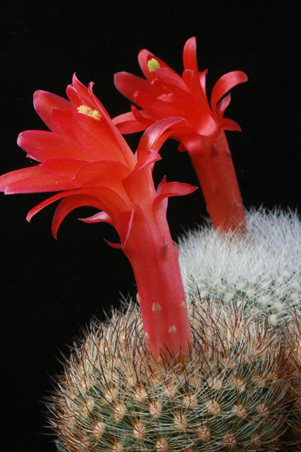 Matucana haynei KK 1459 (Recuay, Peru) - 2
