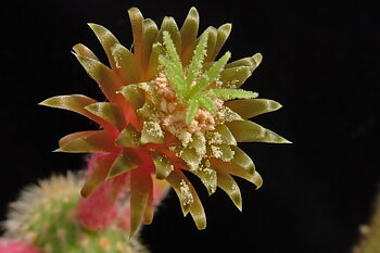 Alle Sempervivum samen zusammengefasst