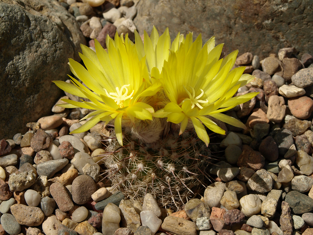 Parodia spec. ´berchtii´ TB 458.2 (Ramblones, 290m, Catamarca, Argentina)
