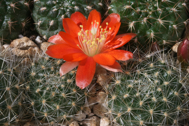 Rebutia fiebrigii 'jujuyana' MN 319 (Nazareno, 3360m, Arg)