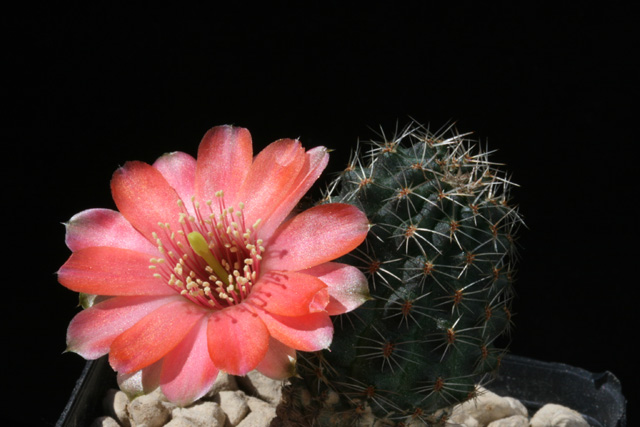 Rebutia pygmaea 'pelzliana' MN 328 (N Poscaya, trail towards Trigohuaico, 3500m, Arg)