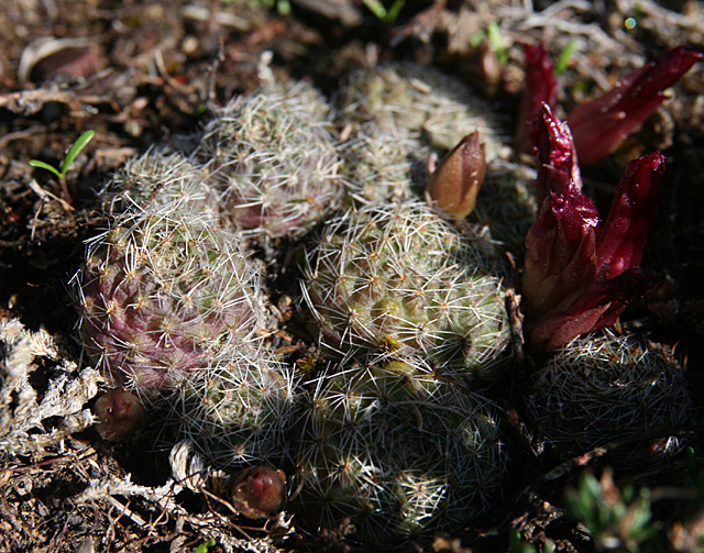 Rebutia spegazziniana MN 327 (N Poscaya, trail towards Trigohuiaco, 3500m, Arg)
