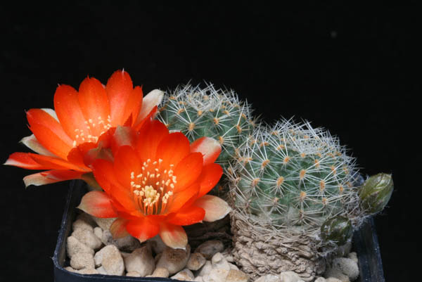SuccSeed - Rebutia steinmannii v. christinae MN 318 (Nazareno, 3000m, Arg)