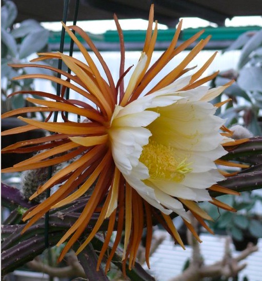 Selenicereus grandiflorus (Pinar del Rio, Cuba)