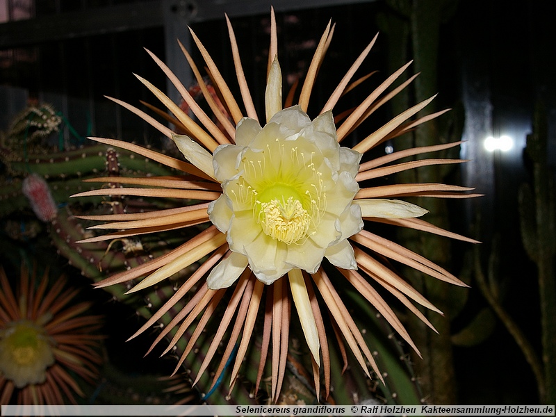 Selenicereus grandiflorus (Pinar del Rio, Cuba) - 2