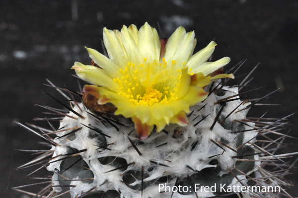 Copiapoa hypogaea 'mollicula' FK 444 (Q. Leone, Chile)