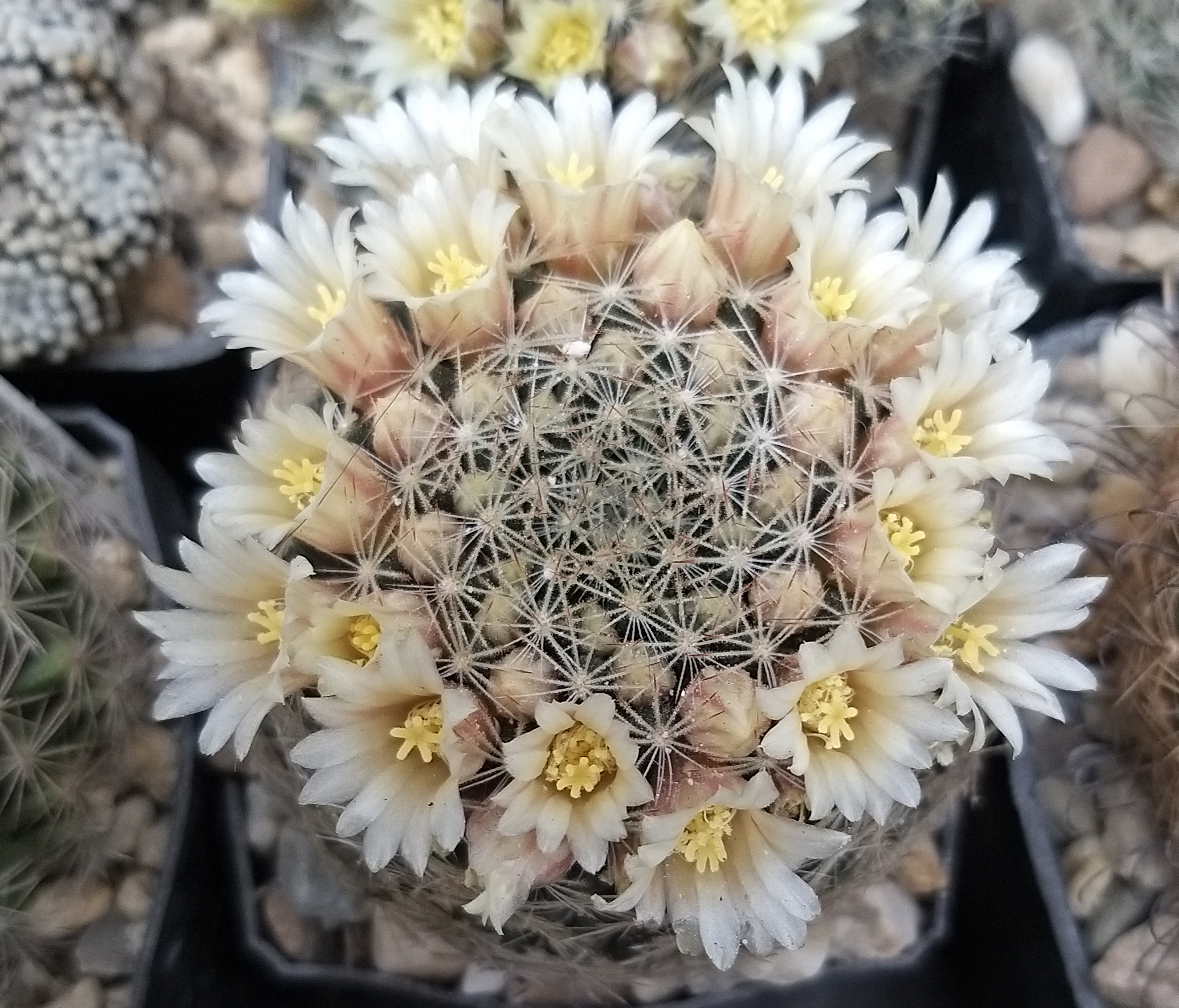 Mammillaria pilispina (Joya de Bocacelli, NL, Mex)