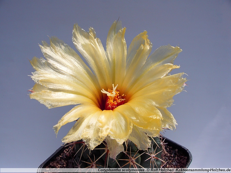 Coryphantha scolymoides