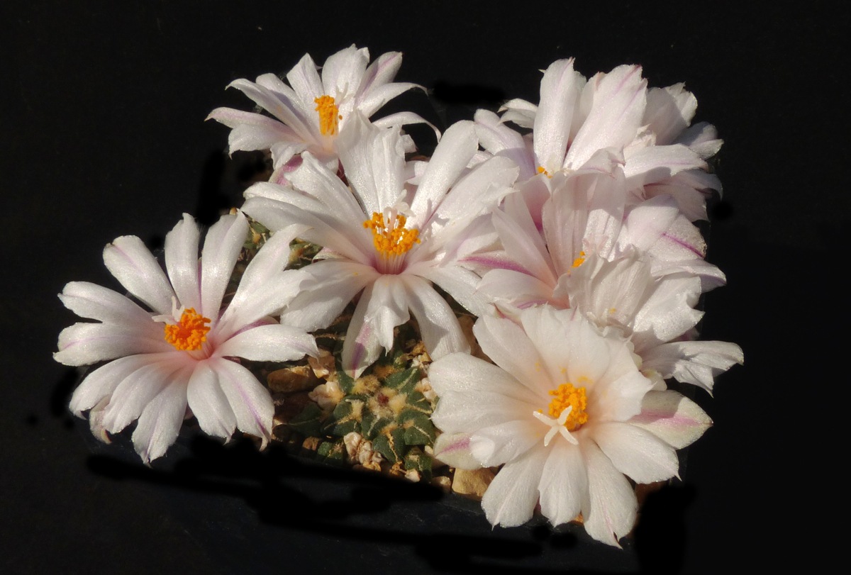 Ariocarpus kotschoubeyanus v. albiflorus PP 411 (Tula, TAM)