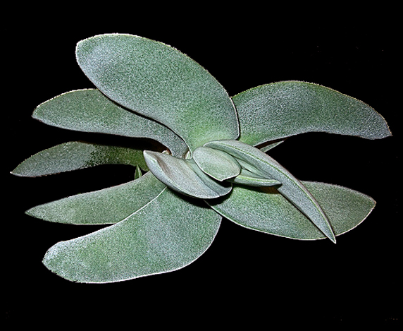 Crassula falcata
