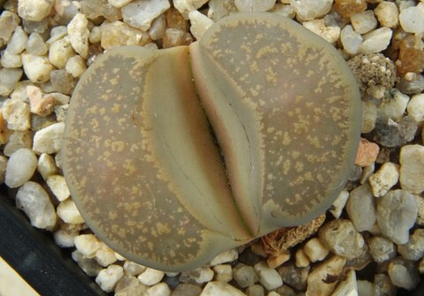 Lithops comptonii C 377