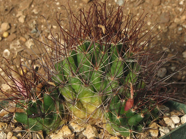 Cumarinia odorata (Tamaulipas, SLP)