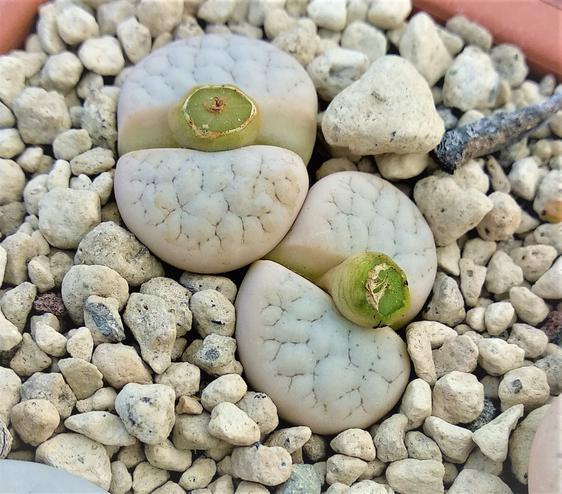 Lithops gracilidelineata C 367