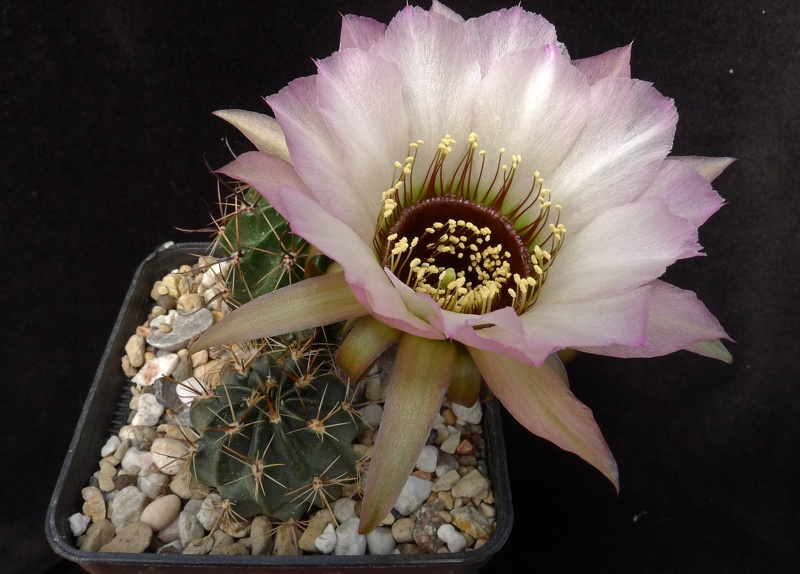 Lobivia jajoiana cv. Anemone