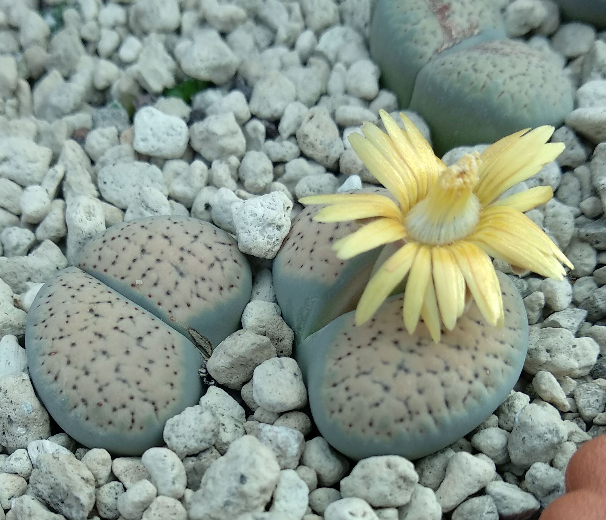 Lithops verruculosa C 129