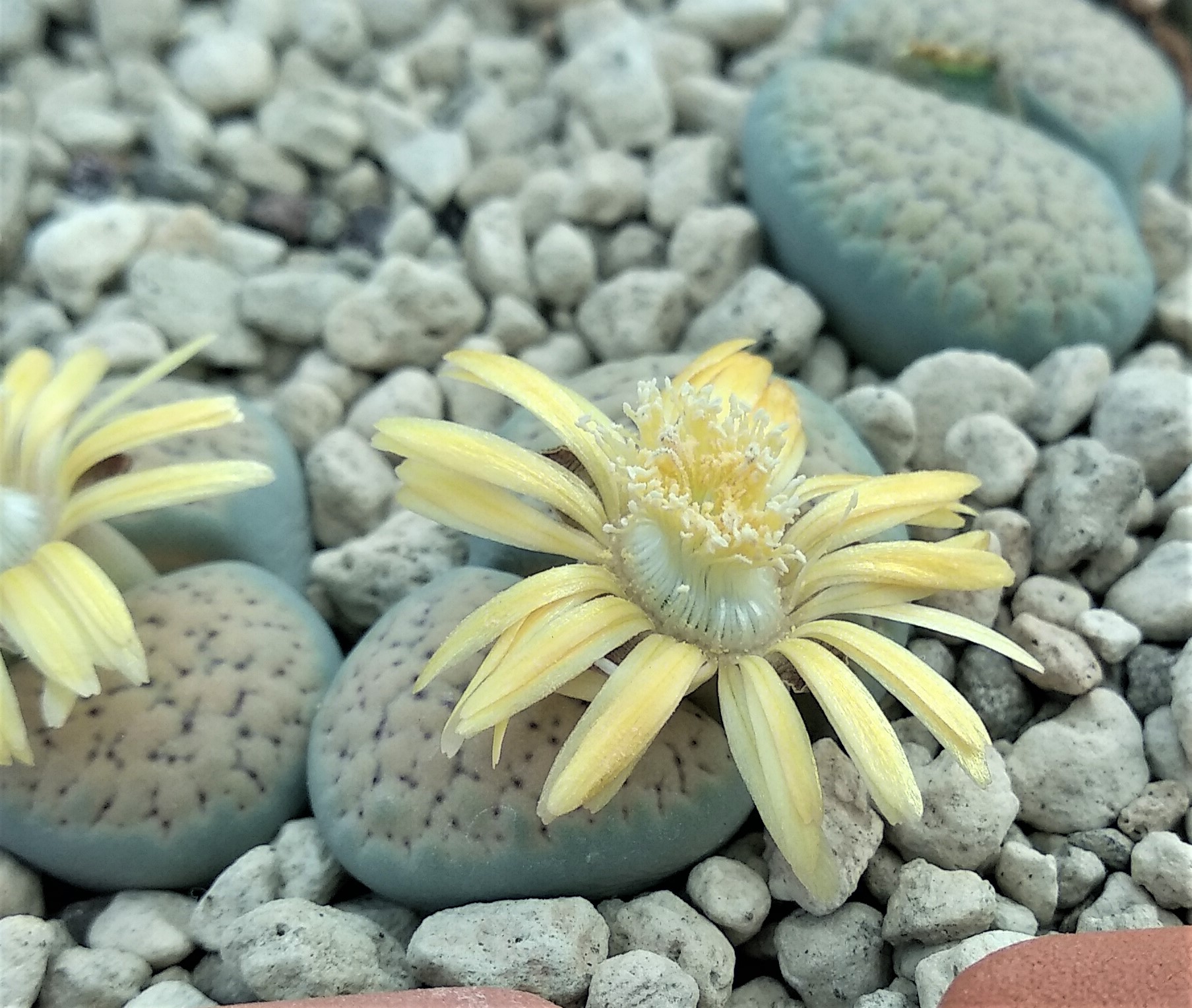 Lithops verruculosa C 129 - 2