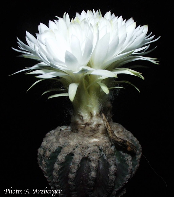 Discocactus horstii - 2
