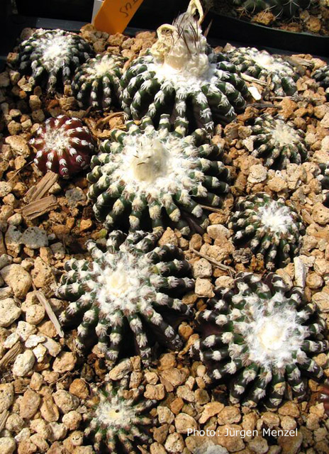 Discocactus horstii - 3