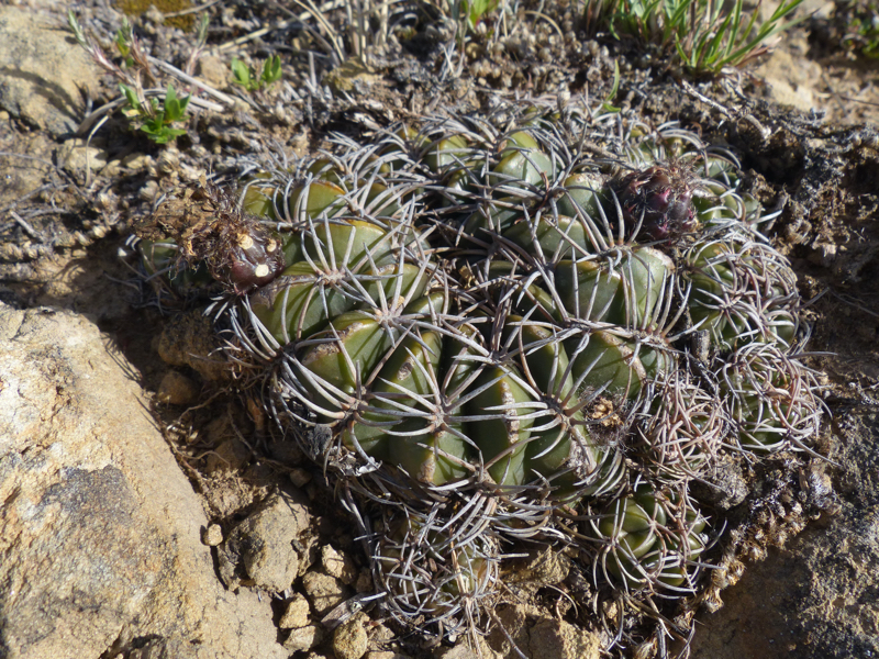 Lobivia cinnabarina MN 638 (N Zudanez, Bol)